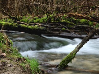 stream in the forest