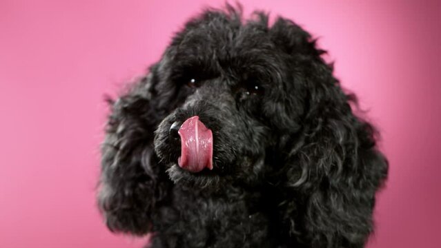 Slow Motion shoot of black standard poodle sticking out tongue. Filmed on high speed cinema camera at 1000 fps.
