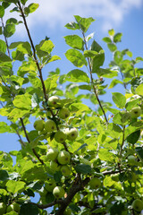green branches of an apple tree with unripe fruits against a blue sky