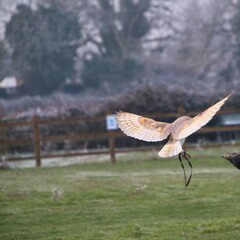A view of a Barn Owl in flight in winter