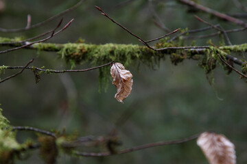 detailaufnahme im Buchenwald, Spessart im Herbst 