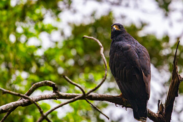 A beautiful magnificent Common black hawk sit on branch in mangrove forest in Costa Rica.