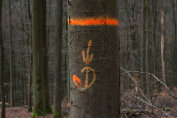 Douglasien Anpflanzung, Aufforstung im Spessert, Buchenwald 