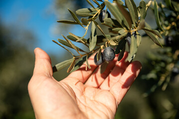 Hand picking green and black olives on the branch tree , traditional olive harvest concept ,...