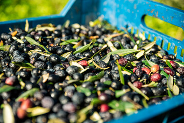 basket of harvested olives , fresh olive crop harvested and packed in plastic boxes