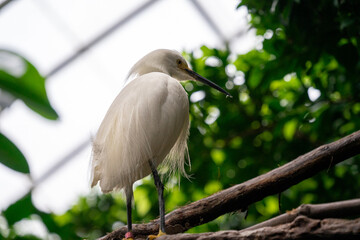 White Egret
