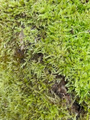 Naklejka na ściany i meble moss in the forest