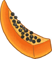 slice of papaya with seeds illustration