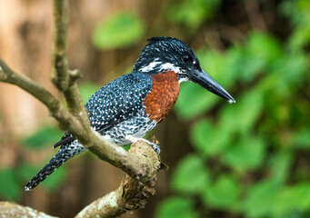 Giant Kingfisher perched on a branch on the White Nile