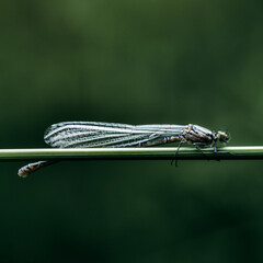 dragonfly on a green leaf