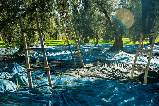 Harvesting fresh olives from agriculturists in an olive tree field in turkey, turkey for olive oil production