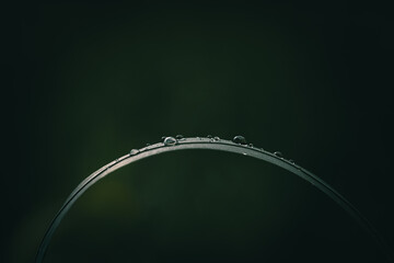 water drops on a leaf