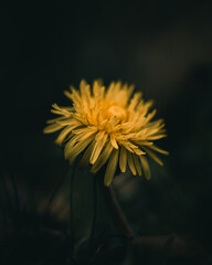 yellow dandelion flower