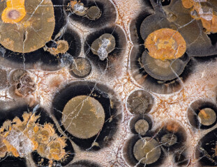brown and black turtle agate structure macro