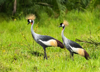 A Couple of Grey Crowned Cranes in Nakaseke Uganda