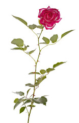 Fototapeta premium little beautiful bright pink rose on white