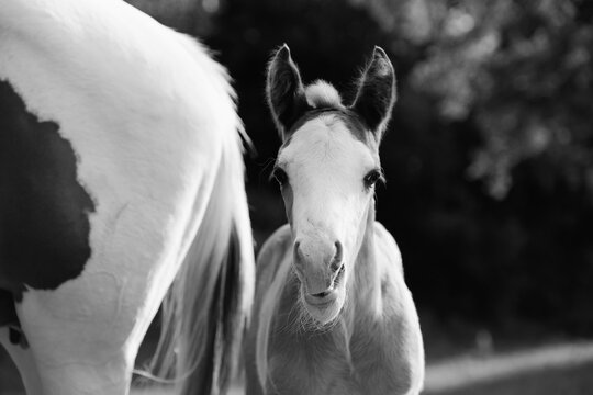 Bald face colt foal shows paint horses closeup in black and white on farm.