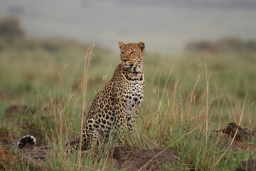 Leopard sitting on a small looking left