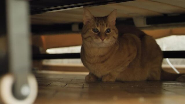 Scared ginger cat is hiding under couch. Frightened pet stares fearfully under furniture.