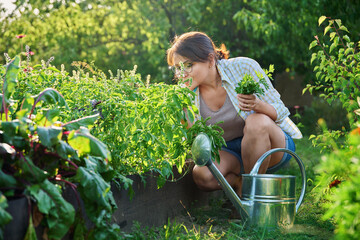 Middle-aged woman with watering can near garden bed with spicy fragrant herbs