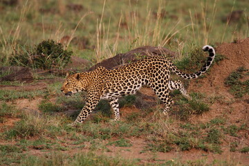 Leopard walking down a rocky hill slope with one paw raised