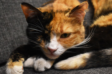 Portrait of sleeping colorful cat