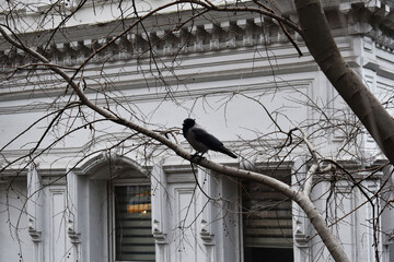 Portrait of crow perched on a branch