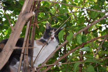 Portrait of a confused looking cat perched on a branch