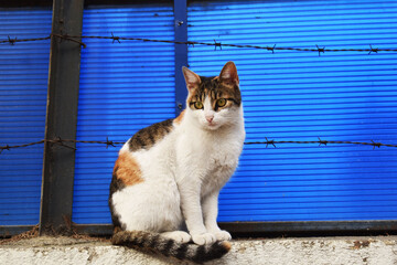 Portraits of undomestic cat in front of blue backgraund