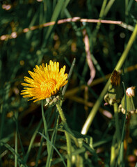 Dandelion in Grass and Sun