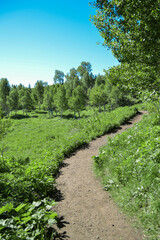 Fototapeta na wymiar Path in meadow mountain with greenery, trees, and blue sky in Utah
