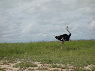 Strauß Ostrich Nambia wildlife