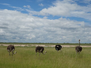 Ostrich Strauß Namibia Wildlife