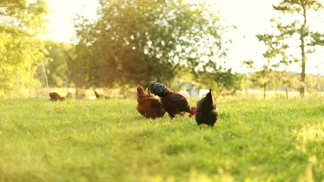 Heritage chickens and laying hens on a small farm in Ontario, Canada. Small scale poultry farming in North America.