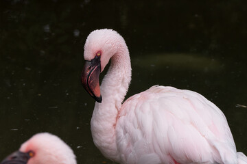 pink flamingo in captivity gets a close up at the pond