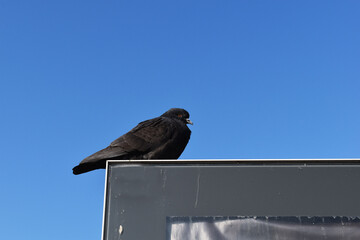 Perched black dove in front of sky background
