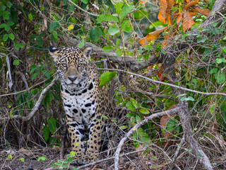 Wild Jaguar standing, portrait in Pantanal, Brazil