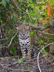 Wild Jaguar standing, portrait in Pantanal, Brazil