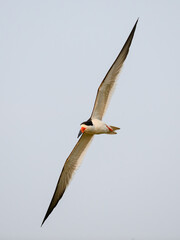 Black Skimmer in flight in Pantanal, Brazil 