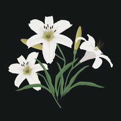 White lilies with buds and green leaves on black background. Summer flowers. Vector illustration