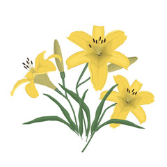 Yellow lilies with buds and green leaves on white background. Summer flowers. Vector illustration