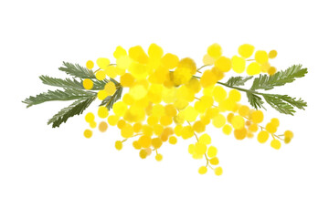 Floral bouquet of mimosa flowers - obrazy, fototapety, plakaty