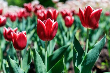Red tulips in park in spring. Flowers in garden in springtime. Natural background