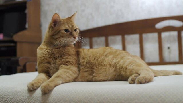 Displeased ginger cat lies on bed. Tranquil evening at home. Fluffy pet has comfort nap.