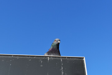 Perched black dove in front of sky background