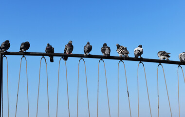 Black pigeons perched on metal fence in front of sky background
