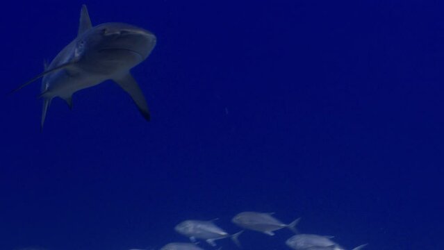 2022 November - Attack of a blacktop Shark accros a shoal of jackfish - Scuba Diving - 8k 422 10Bits 24p