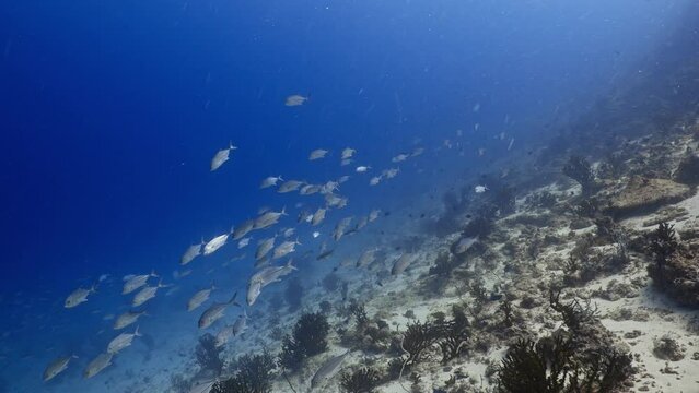 2022 November -Shoal of Jackfish 3 - Scuba Diving - 8k 422 10Bits 24p