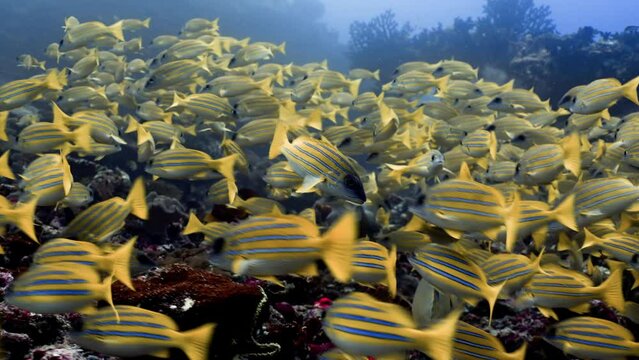 2022 November - yellow snappers 4 - Scuba Diving - 8k 422 10Bits 24p