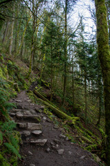 Fototapeta premium Steep Forest Slope